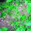 Kolac metalni spiralni pocincani 180cm 6.5mm2